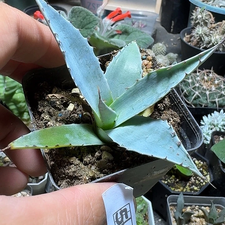 565蓝皮虚空藏脱土发货