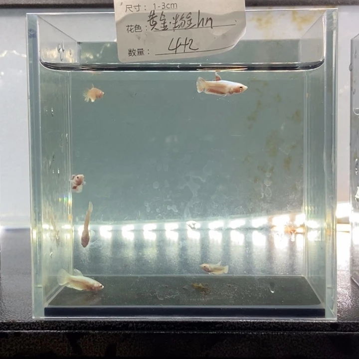斗鱼包活不包损所见即所得080