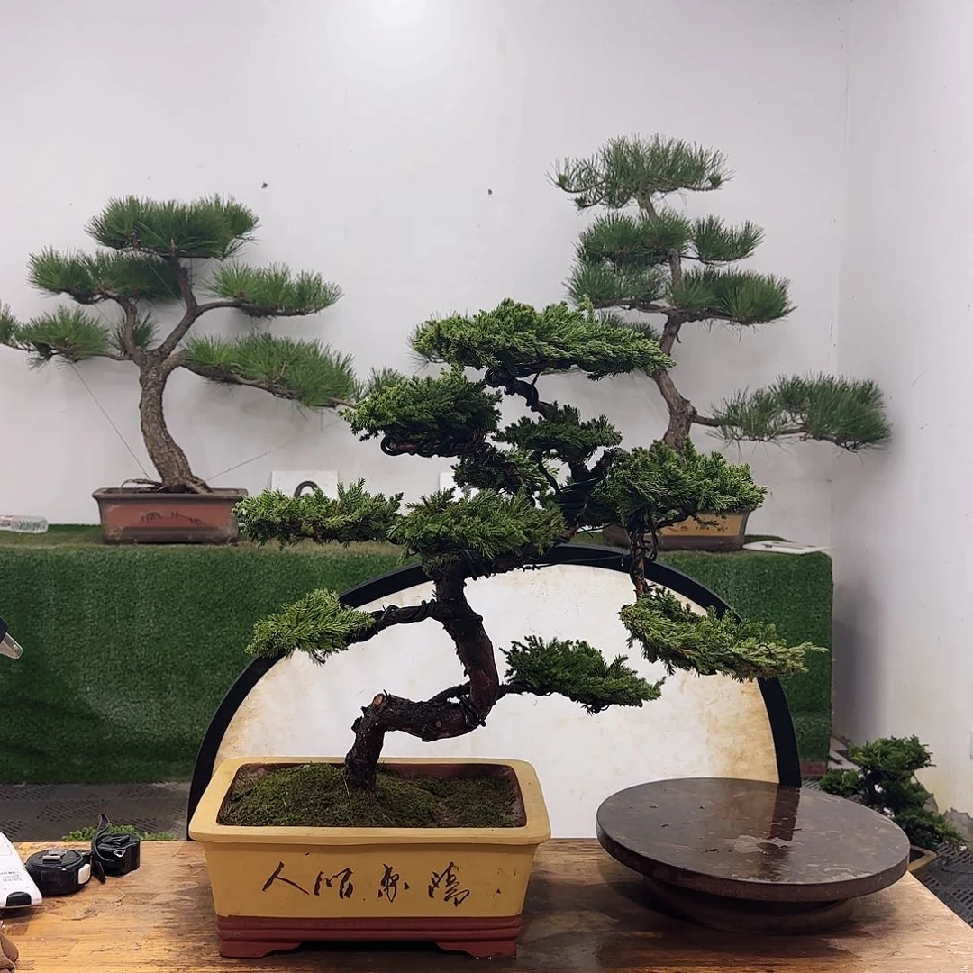 皮*，盆景盆景盆景盆景