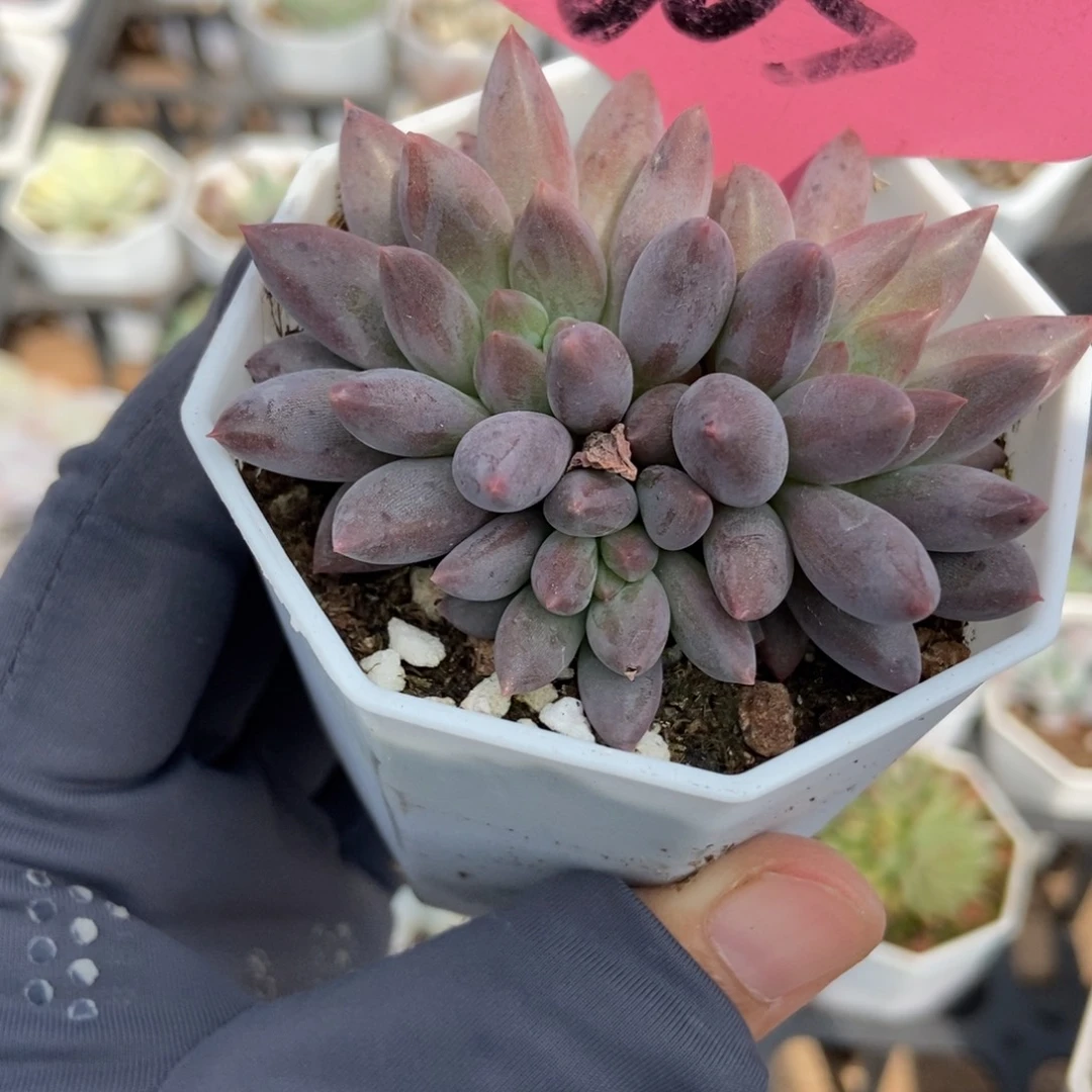 605虞美人多肉植物