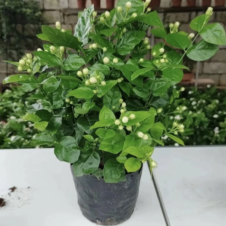 【带花苞发货】横州市培育基地香水茉莉花盆栽发芽枝条鲜活7-13颗