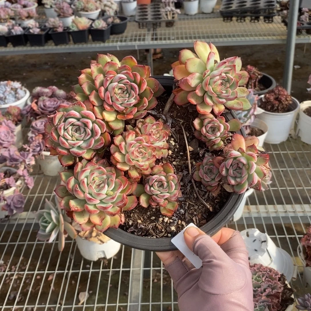 5840雨燕座一物一拍