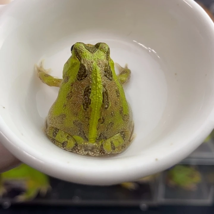 角蛙598号黄波子角蛙