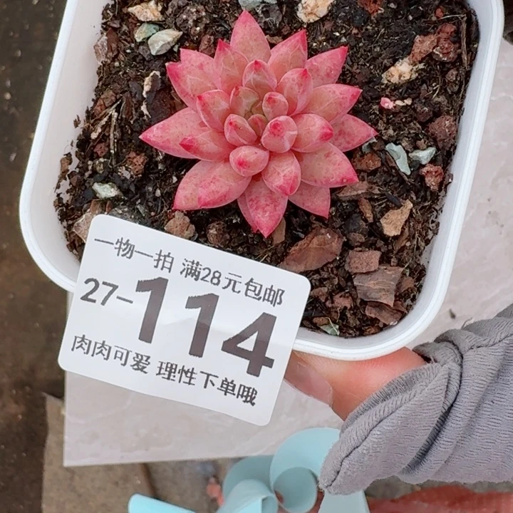 金鱼姬多肉无盆土发货无盆