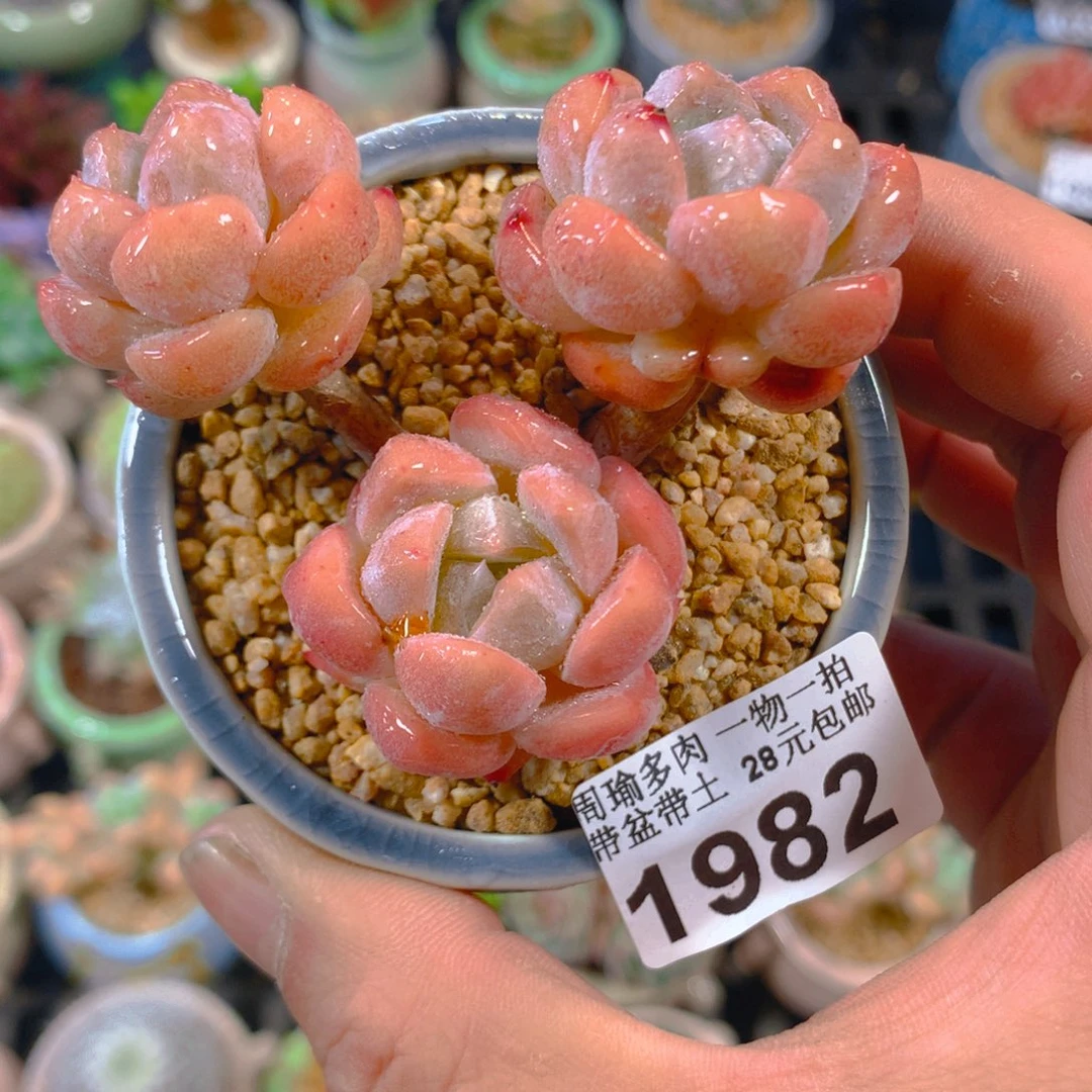 精控多肉植物1982