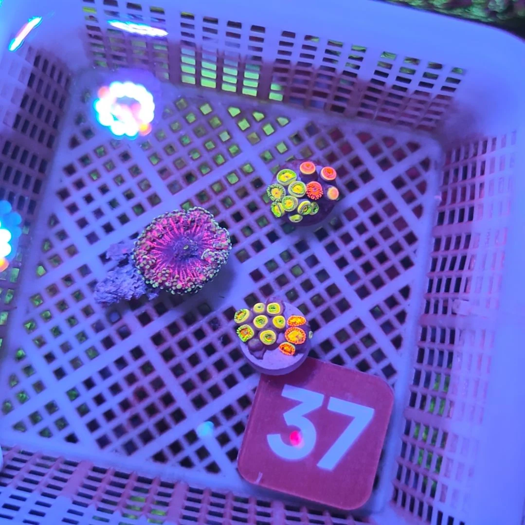 中国大陆37 号框直播间挑选