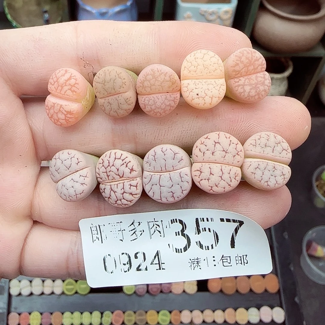满满18包邮0924-357