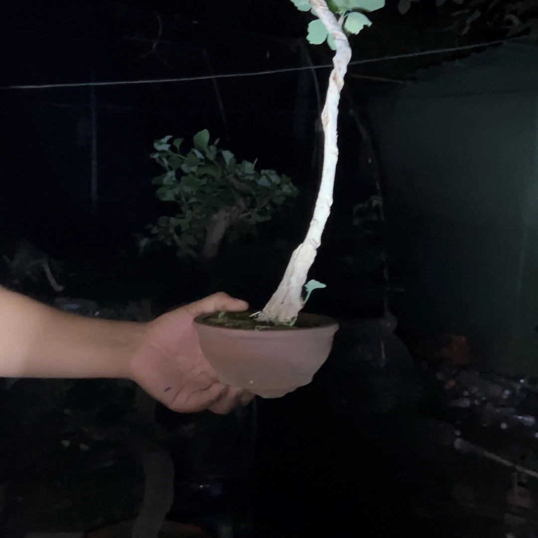 鑫***发无花朵银杏盆景带盆