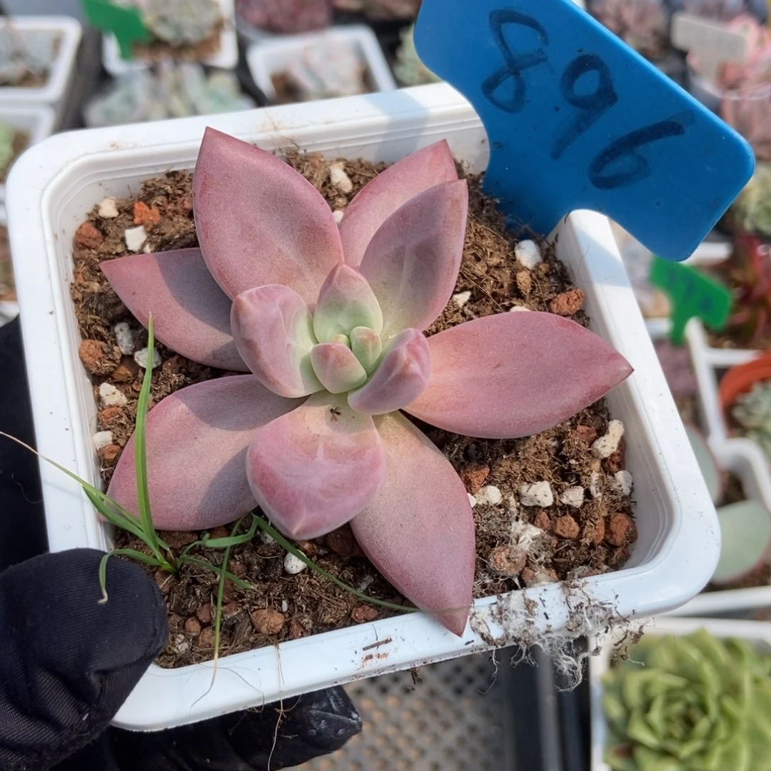 896赫菲多肉植物