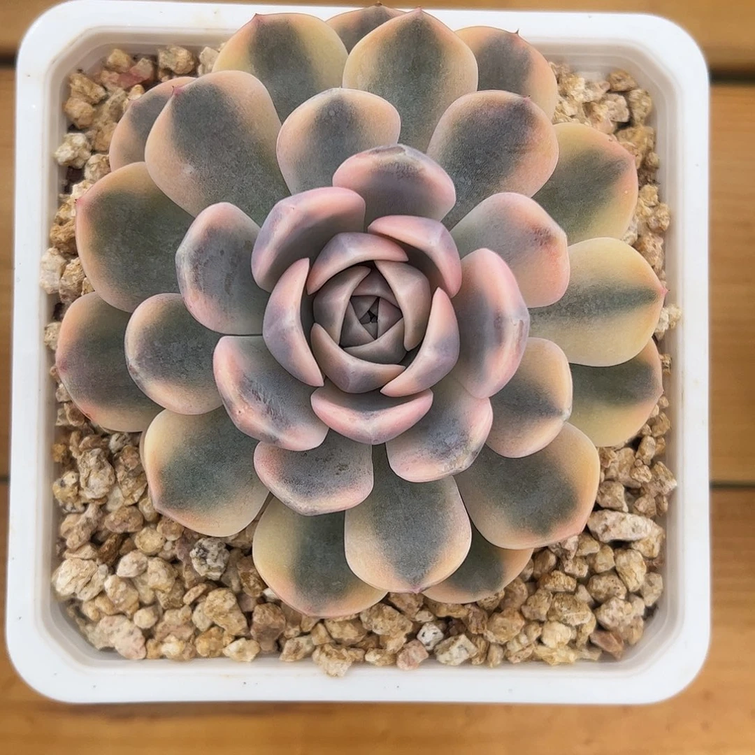 汉堡锦 婕宝一物一拍