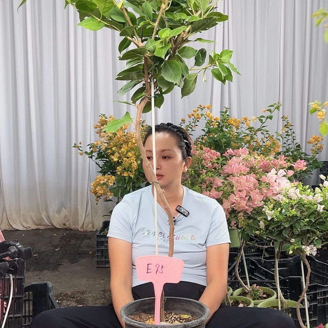 璇***当前无花栽培后可以开花E95变色龙