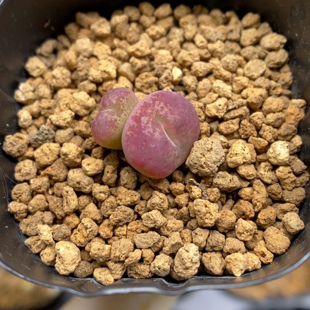 多肉植物肉锥杂交K-3988