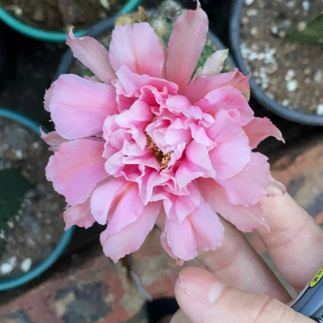 新品丽花L42母本绣谱