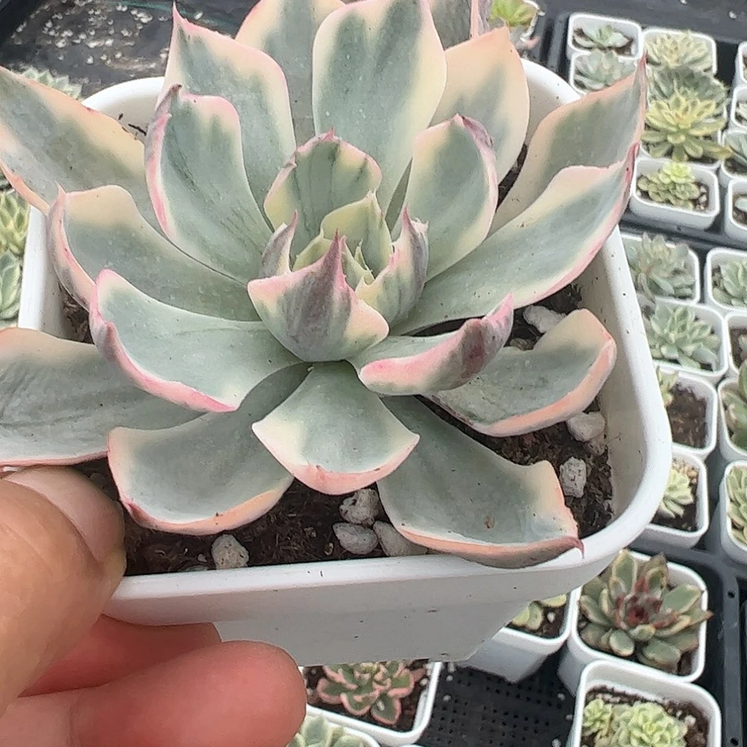 贝***1多肉植物多肉植物