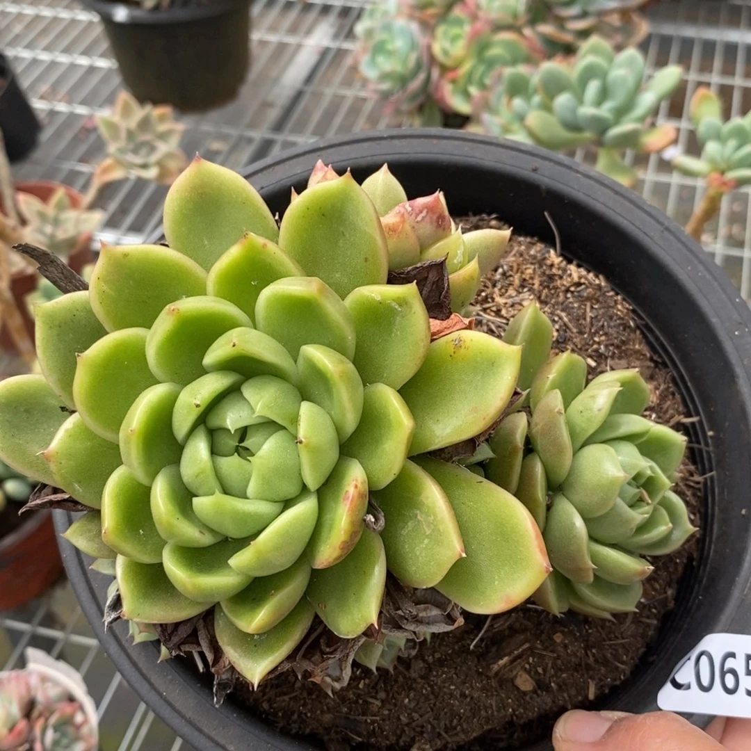 6525白玫瑰一物一拍