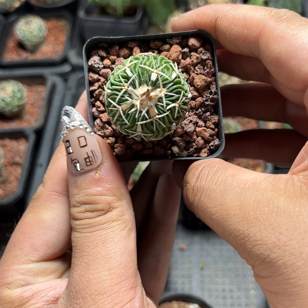 精选实生短豪刺太刀兰单头发货