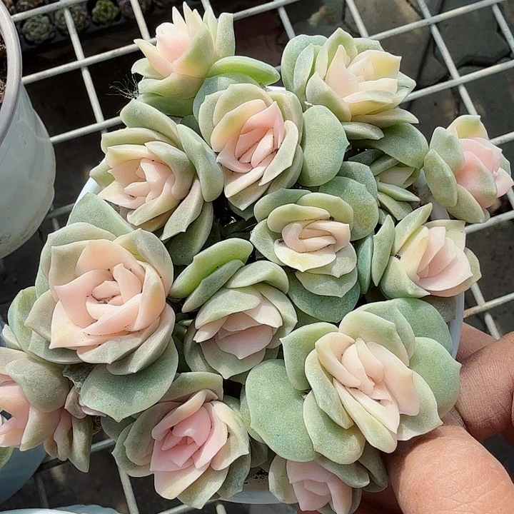 可爱玫瑰锦多肉植物