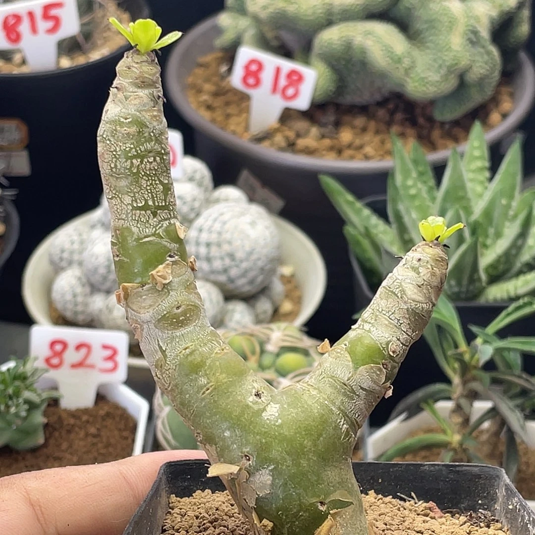 老桩阿房宫 脱土包邮