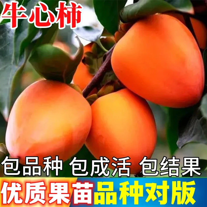 牛心柿子苗树南北方庭院果树软甜柿果苗盆栽嫁接脆柿大树当年结果