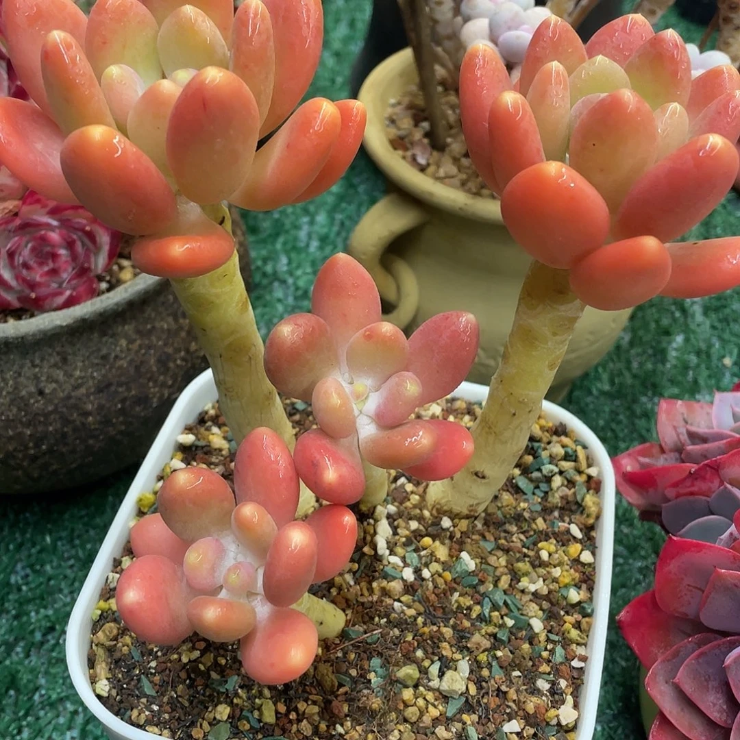 芒果满28包邮非偏远