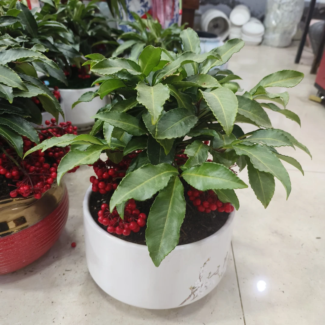 富贵籽小盆金玉满堂适合放办公室电视柜等年宵花（花盆随机）