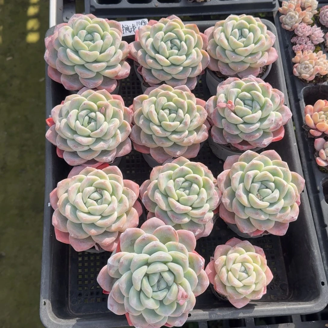 搁**鱼搁浅冰玉大单头10棵➕1