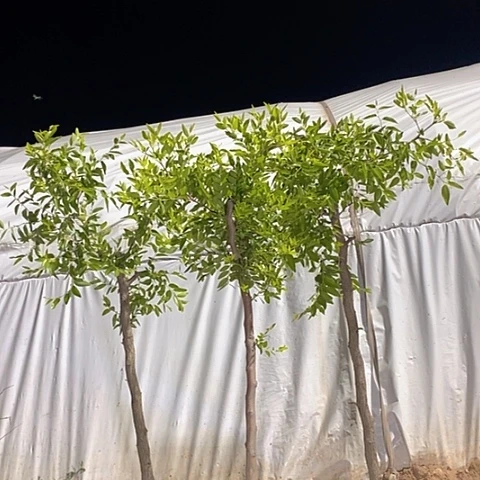 完全开放冰糖枣树