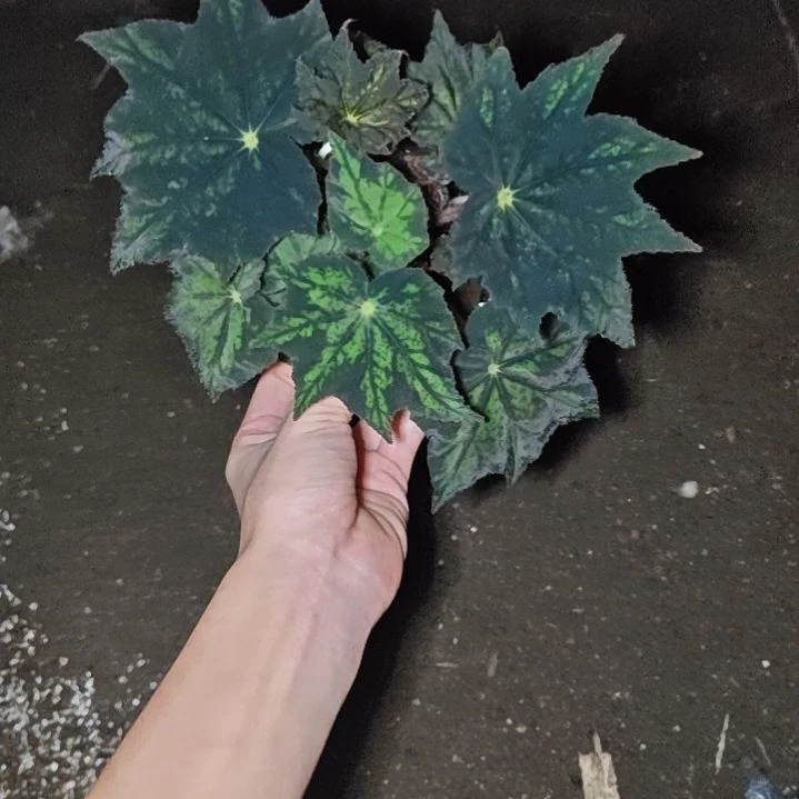 黑白芷叶秋海棠一物一拍