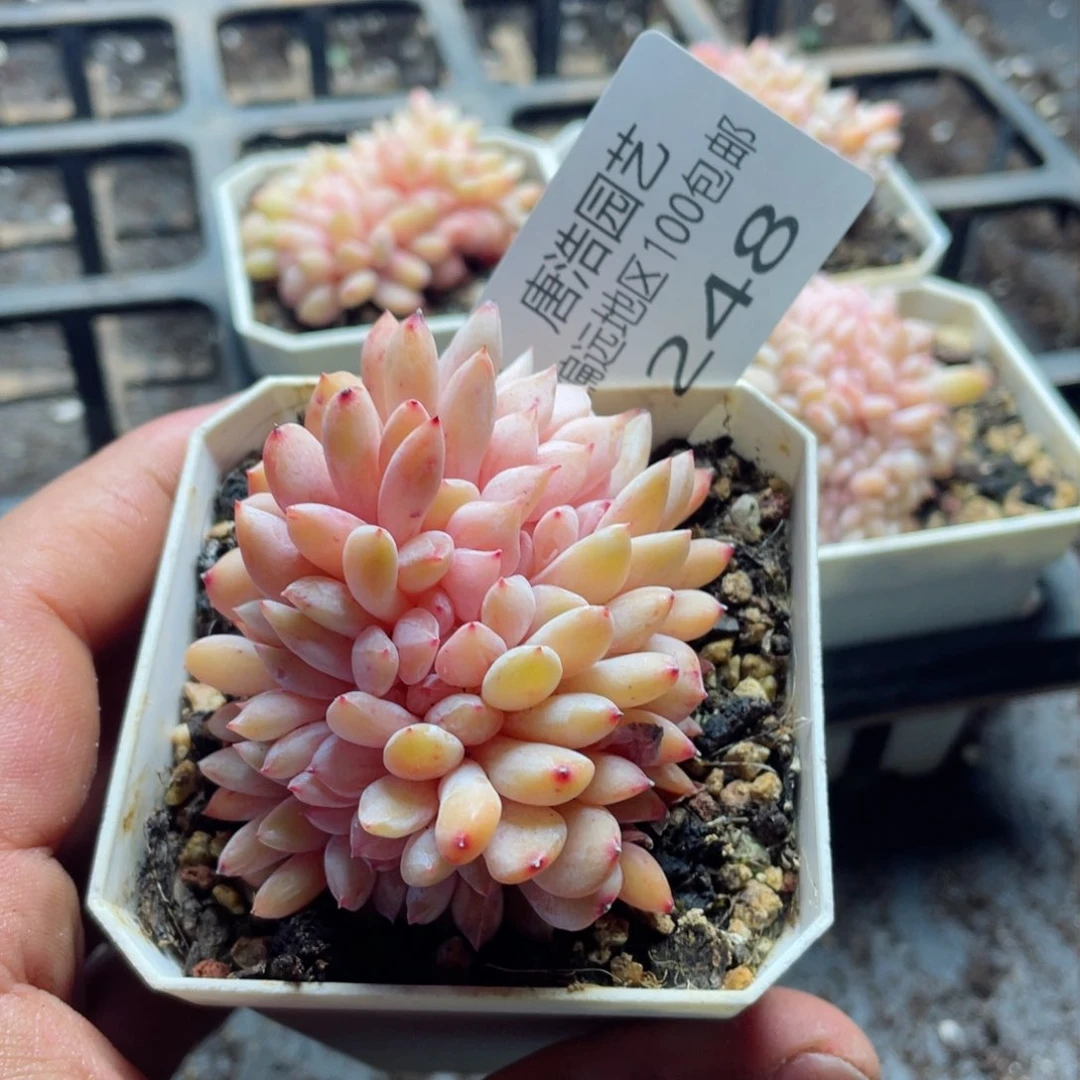 木*糖橙缀一物一拍248