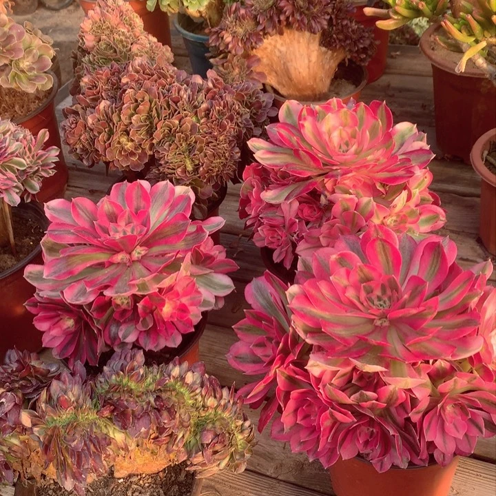 粉女巫手捧一棵多肉法师