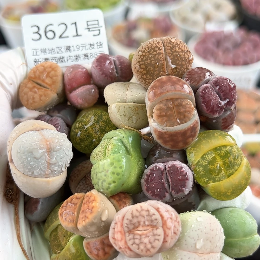 好养易活生石花大母本3621共20个福利