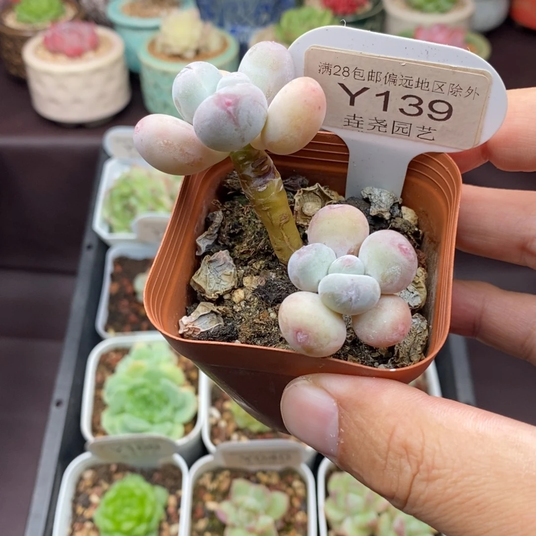 心***心0139 蛋黄奶 7cm