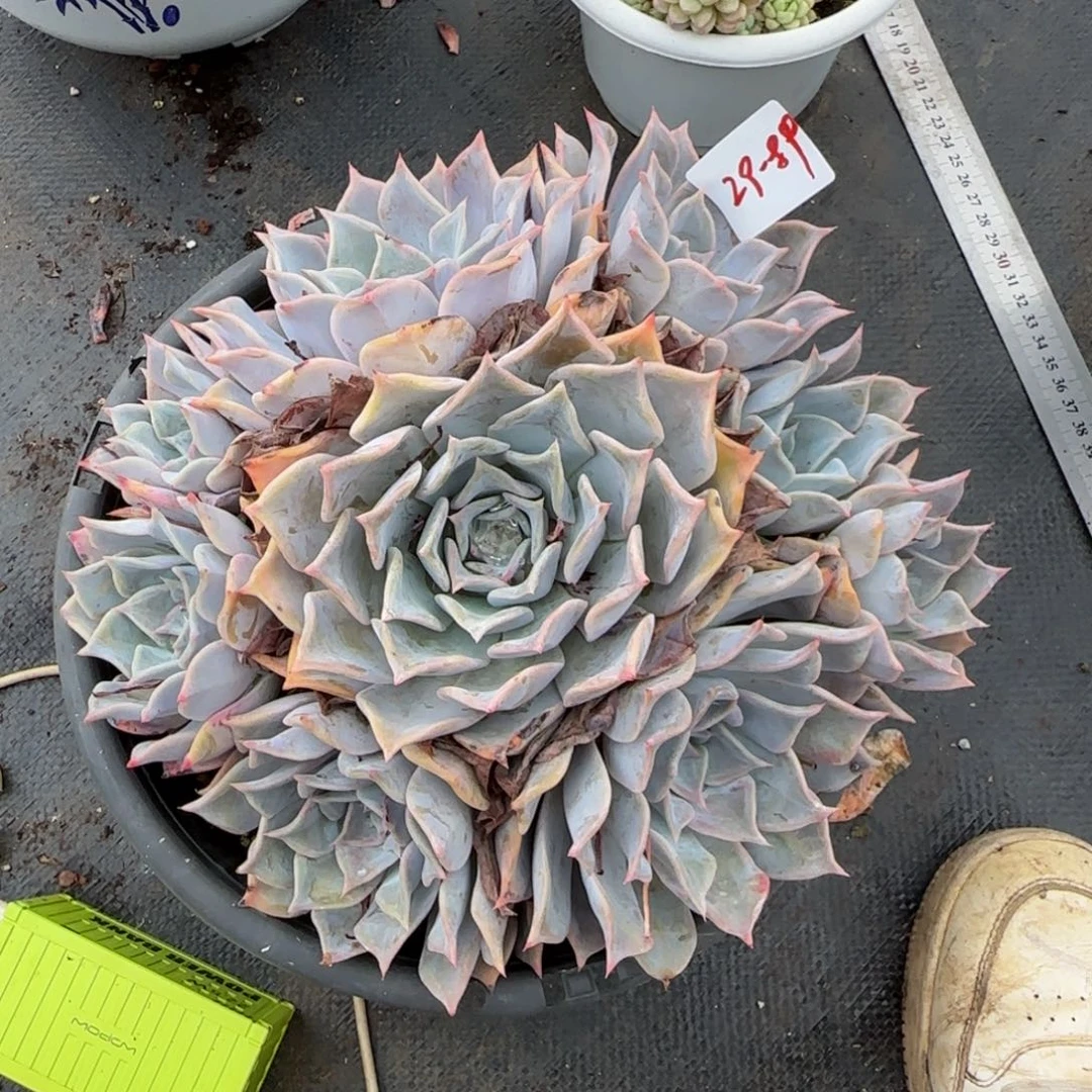 露西娜一物一拍 29-89