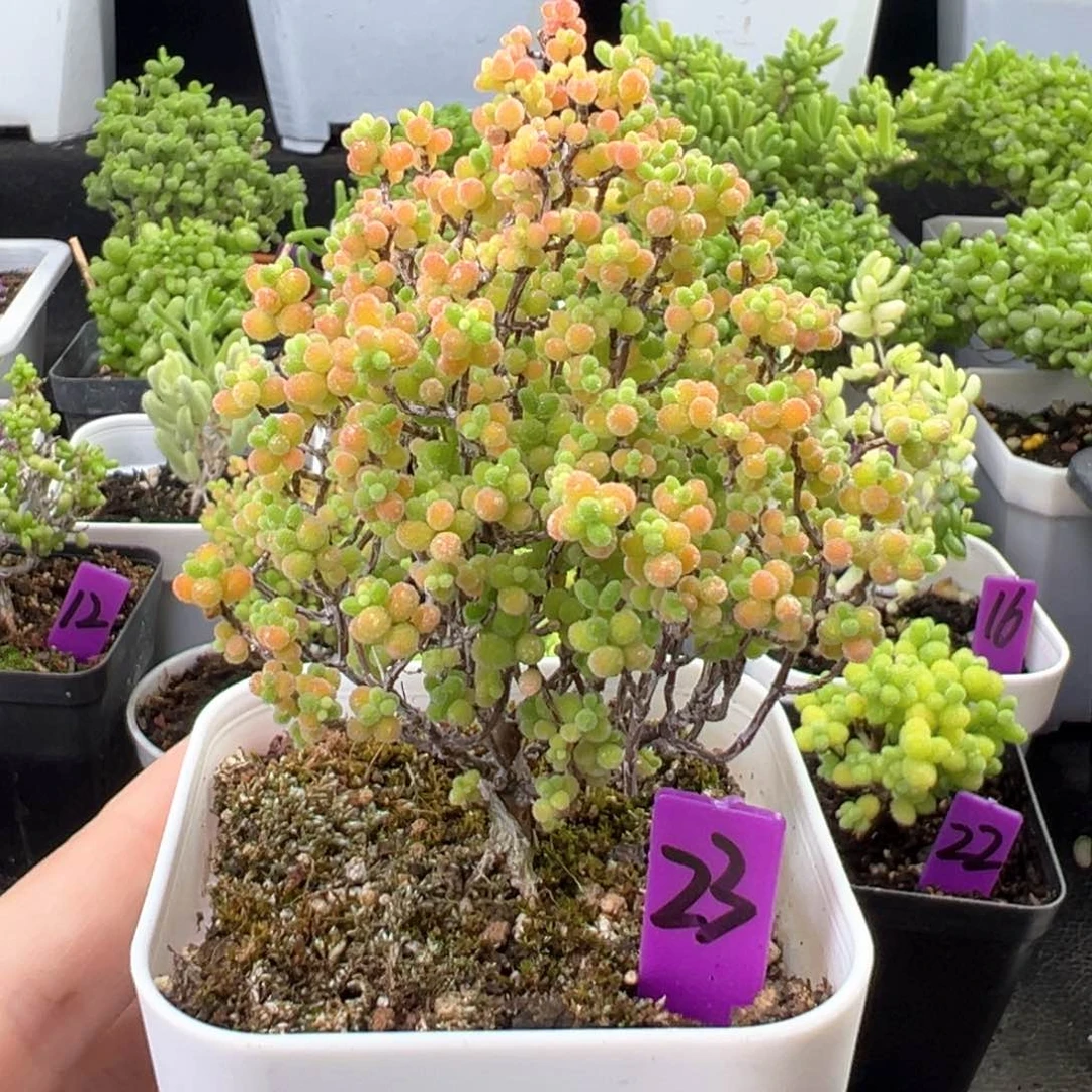 23号老粉福利彩色蜜橘一物一拍