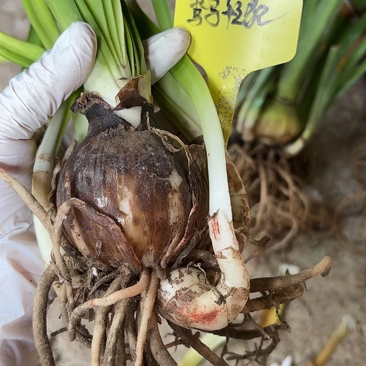 无花朵求马轻狂6-7厘米带4侧