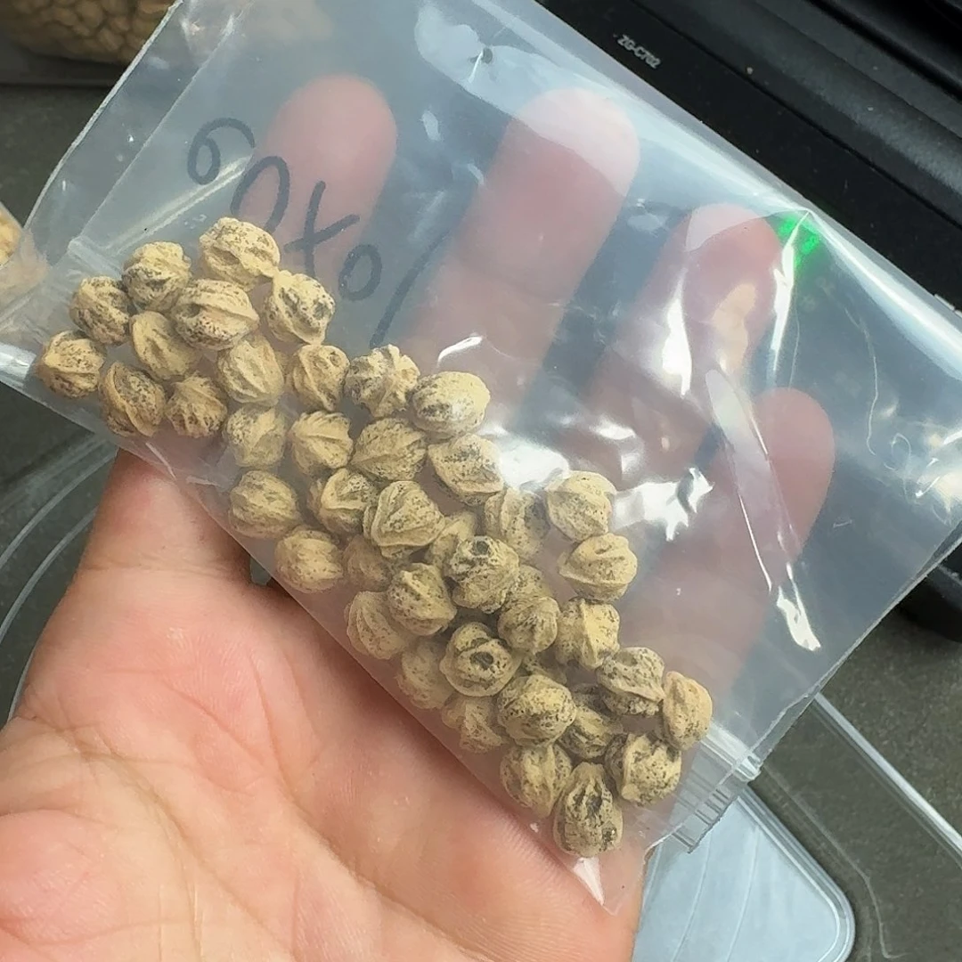 柏香籽/百香籽吊坠板****^