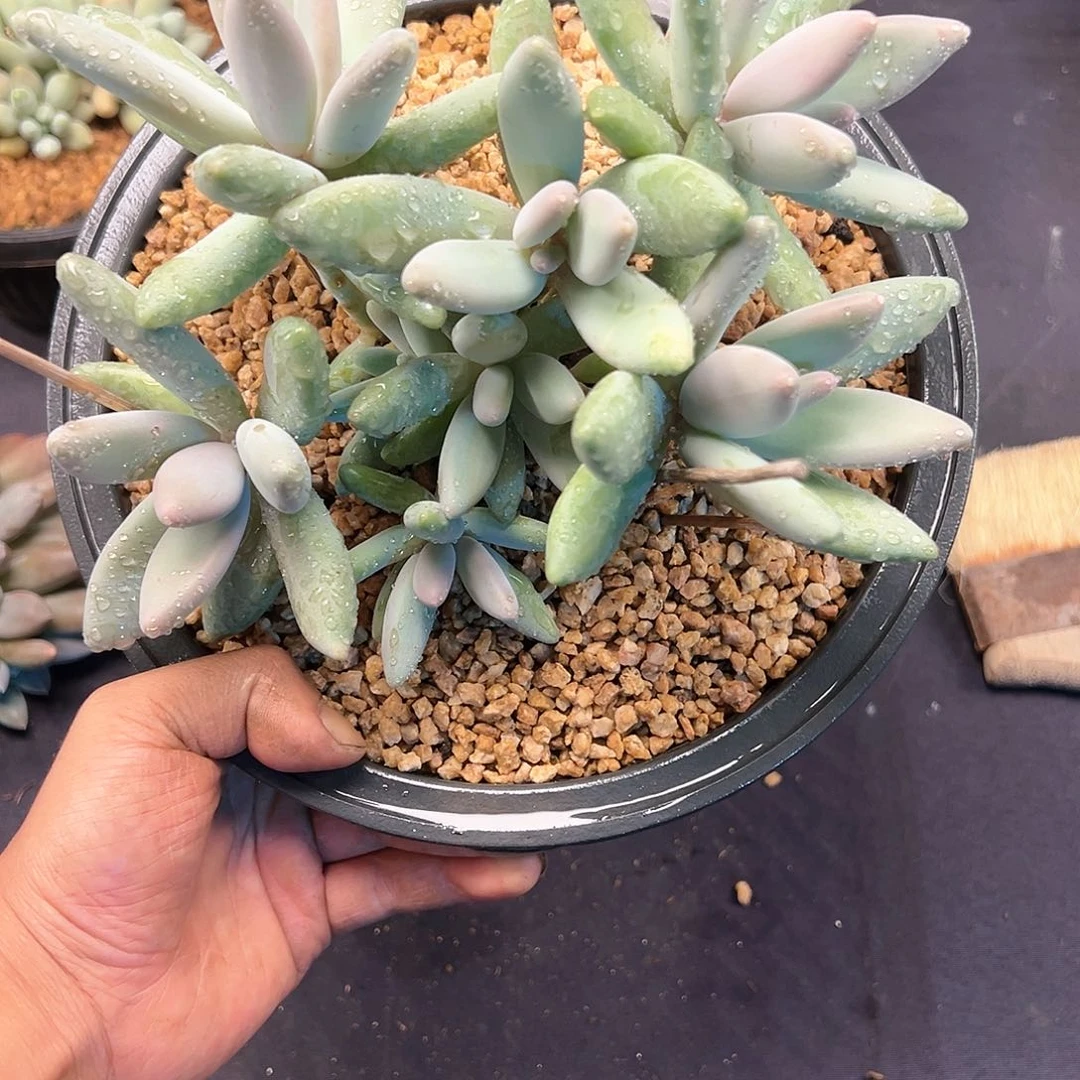 【闪购商品】企鹅福利
