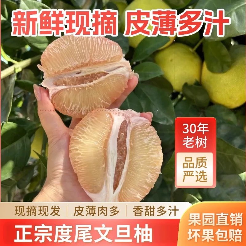 【洞洞果】福建仙游度尾文旦柚新鲜应季孕妇水果酸甜多汁