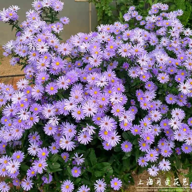 荷兰菊小卡罗紫菀宿根盆栽易爆花庭院阳台花园多年生耐寒花境植物
