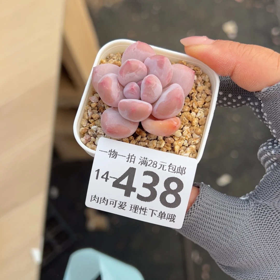 香水奶多肉多肉多肉多肉多肉