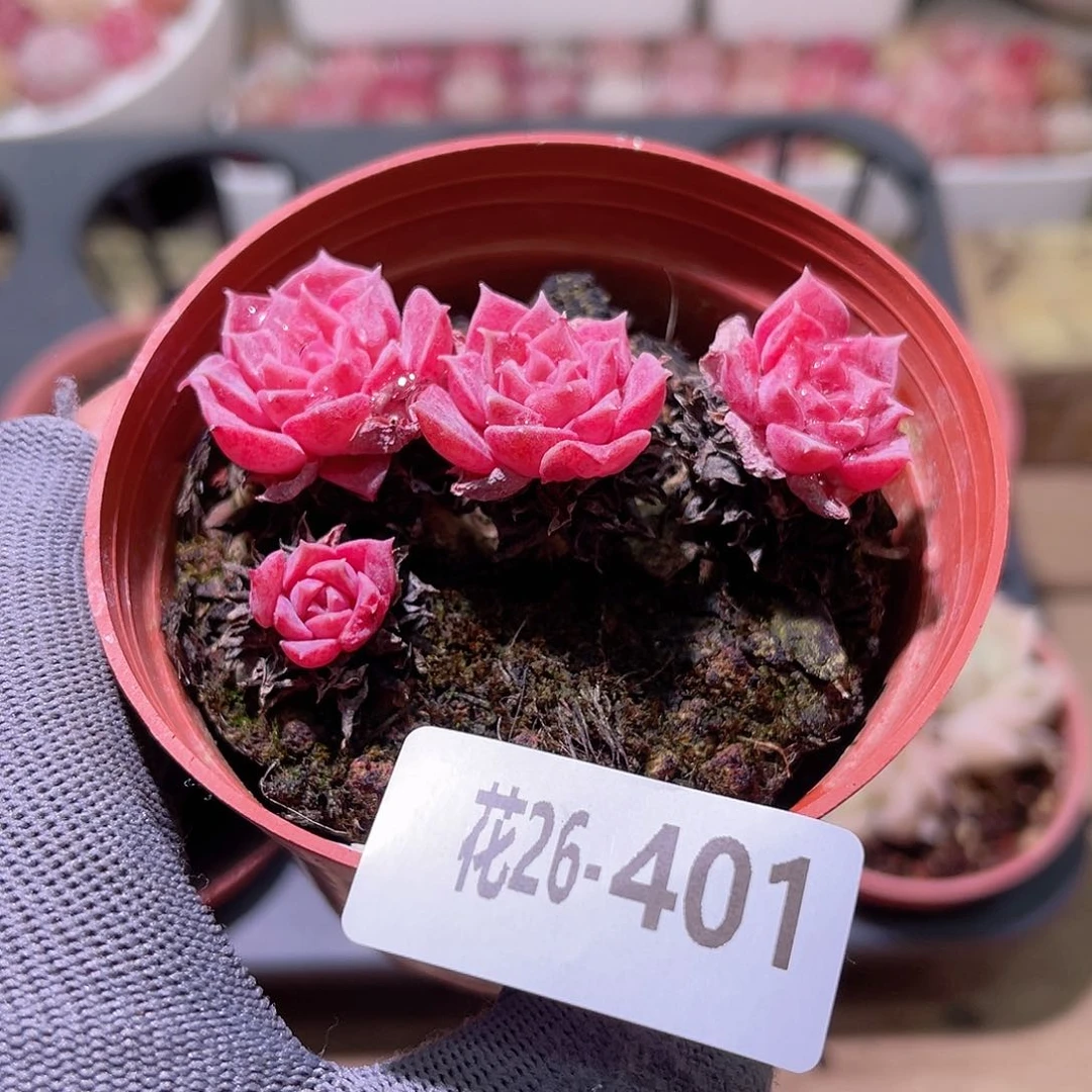 花26-401新品群生