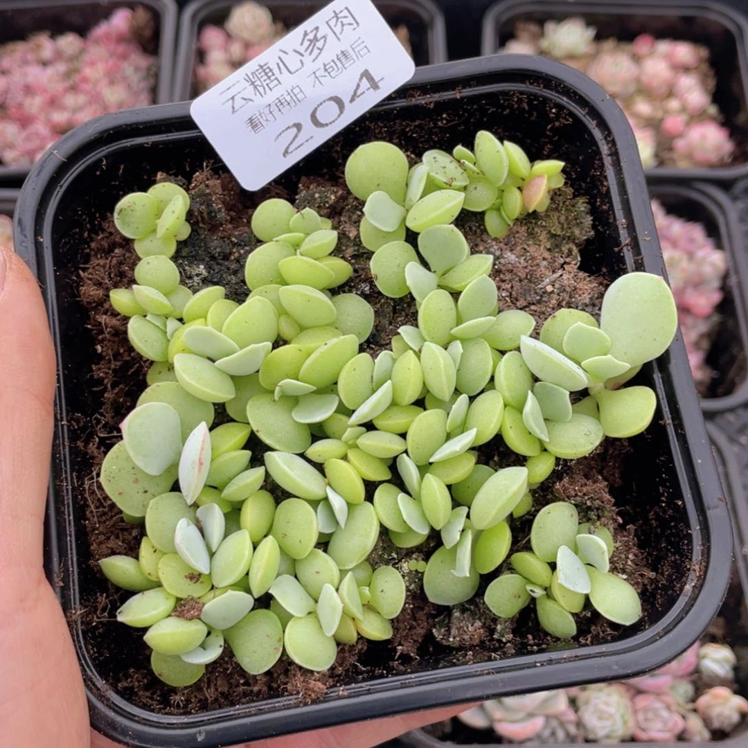 云糖心多肉植物204