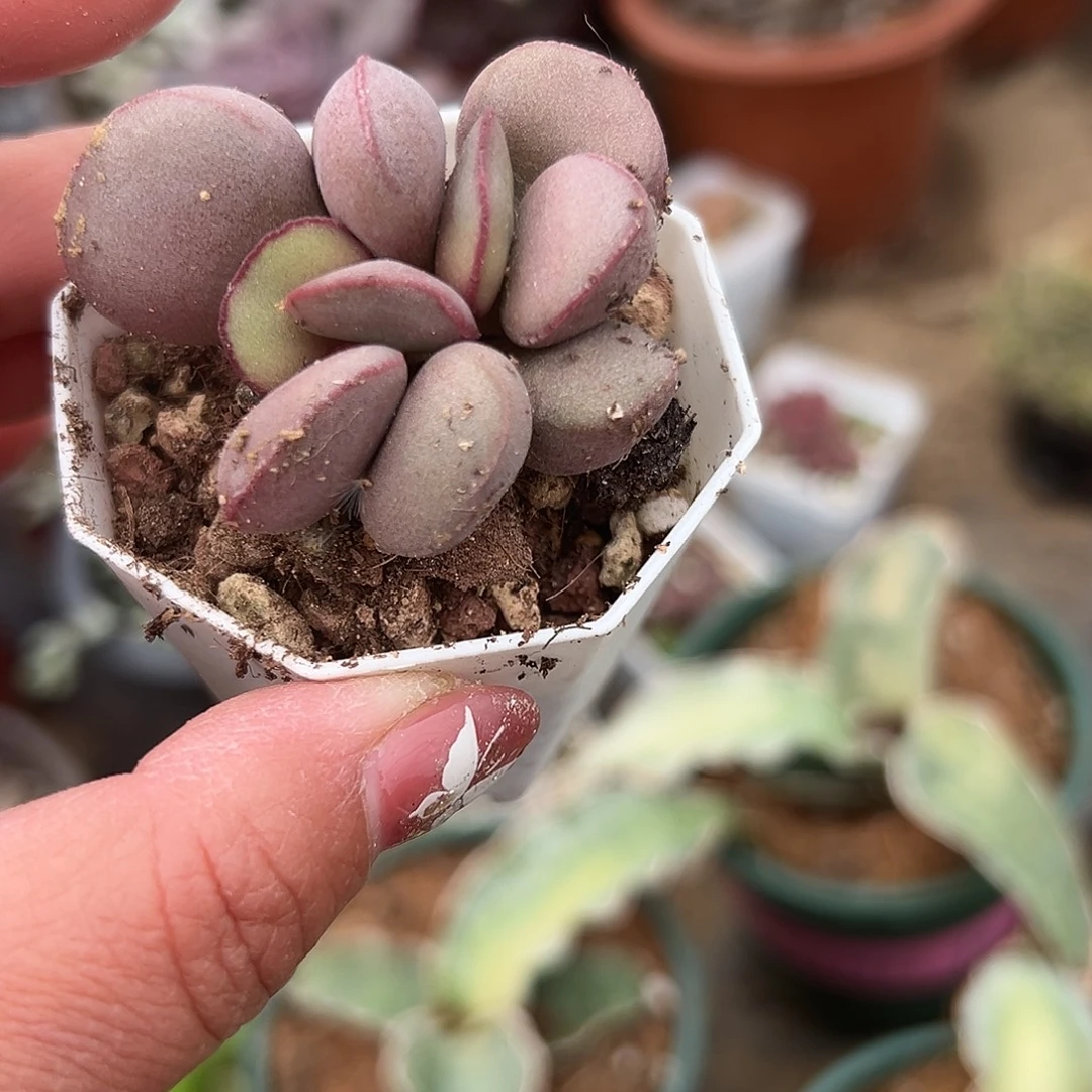 多肉植物红蛋水泡