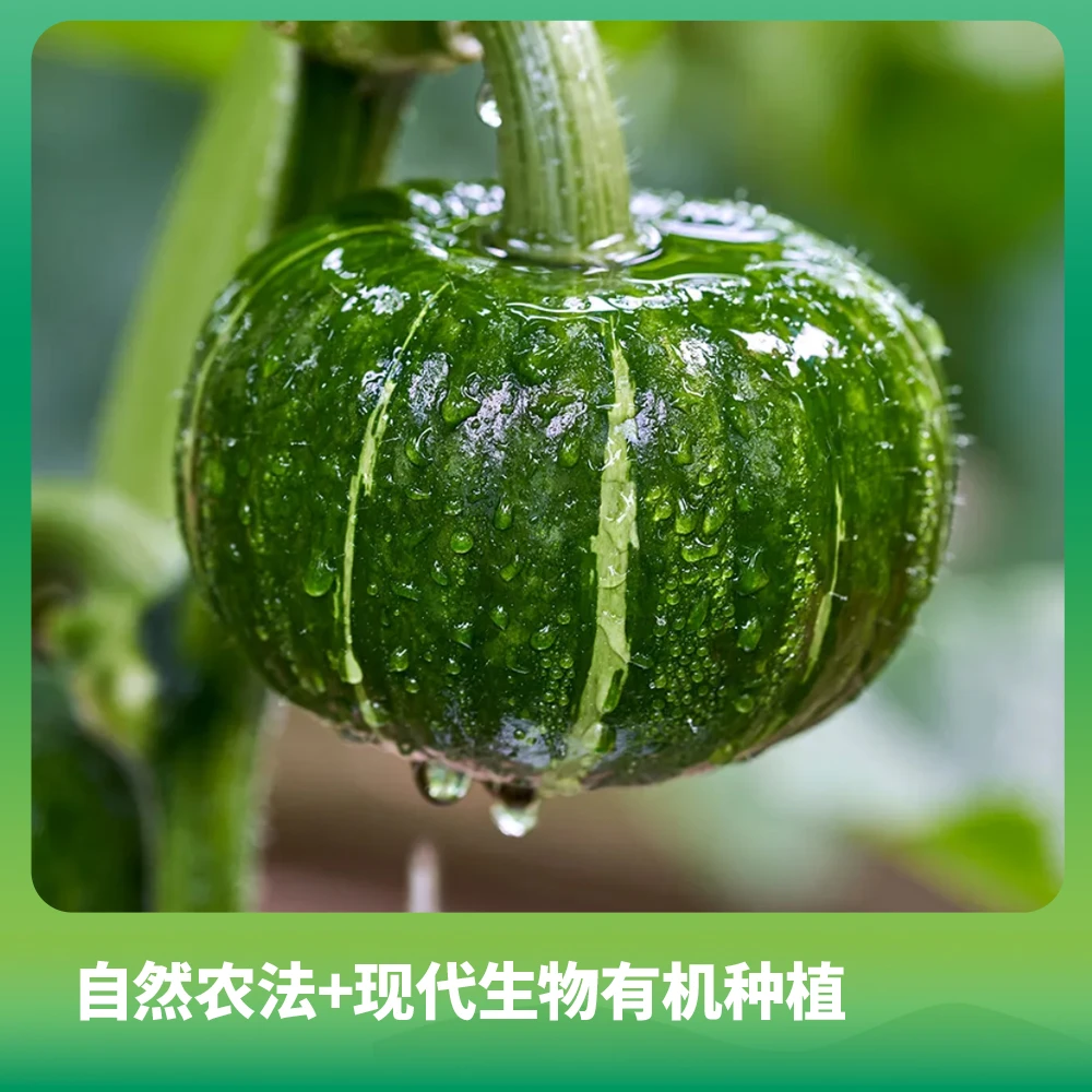 长在沙漠里的贝贝南瓜-新疆原产地-昆仑翠玉贝贝南瓜