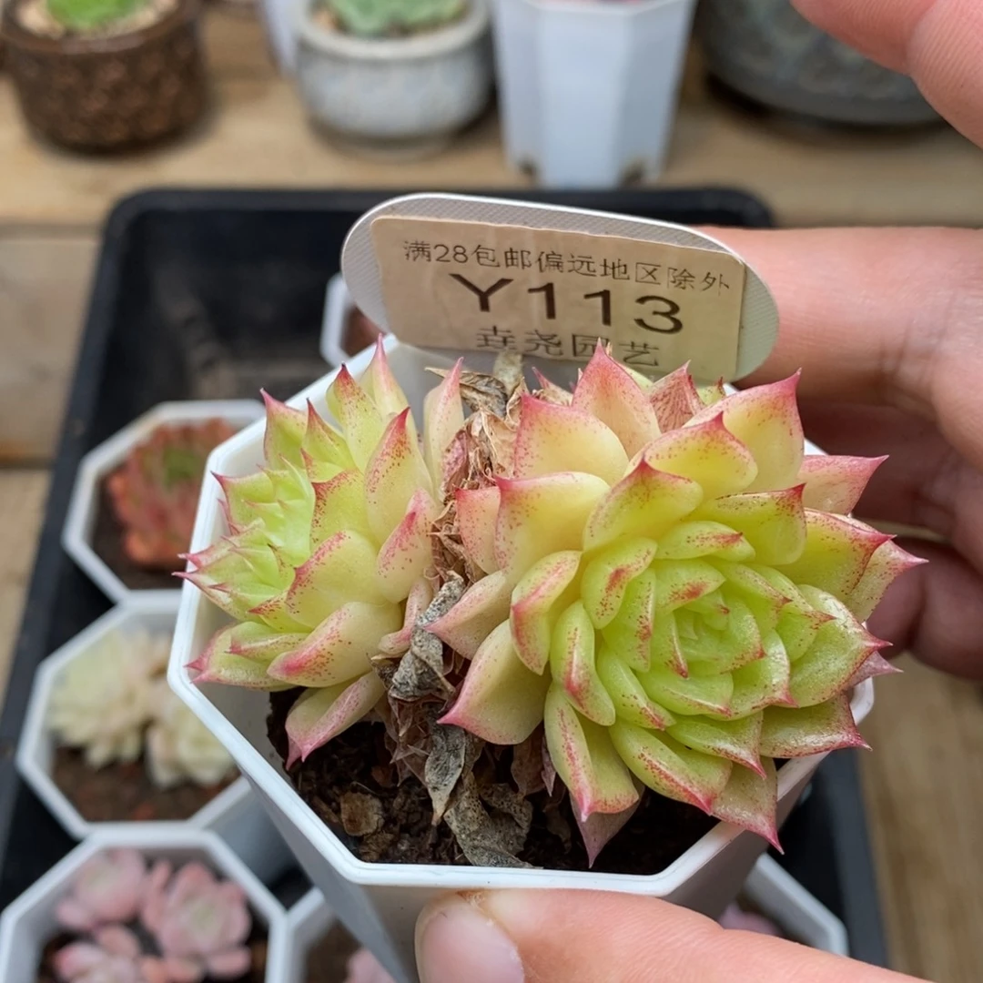 0113 麦秆 群 6.5cm