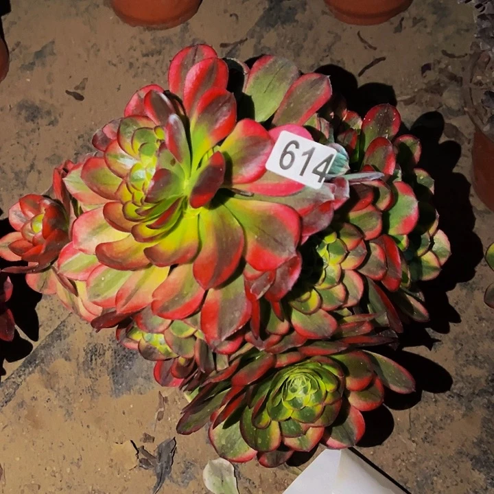614奶白宽锦多肉植物处理不售后