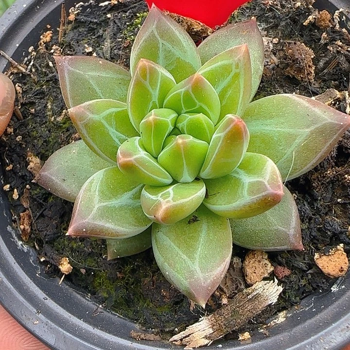 美人优选703多肉植物