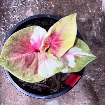 12-0605月亮光辉泰国发货
