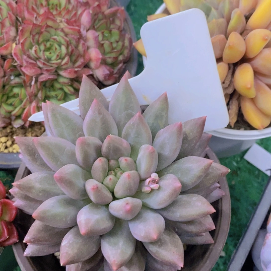 开心多肉，专场4开始了，5给1