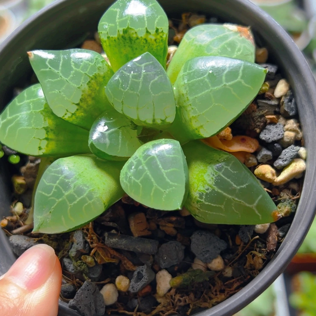 流光康平玉露多肉多肉1